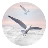 DAROUND 101 PK Journey Home Clouds Birds Pink